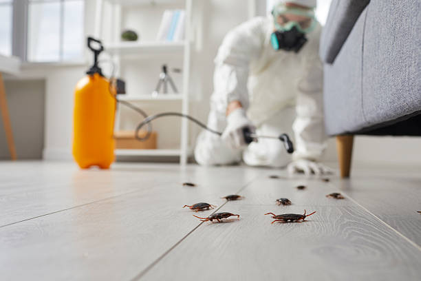 Post-Treatment Bed Bug Interceptor Monitoring in Woodville